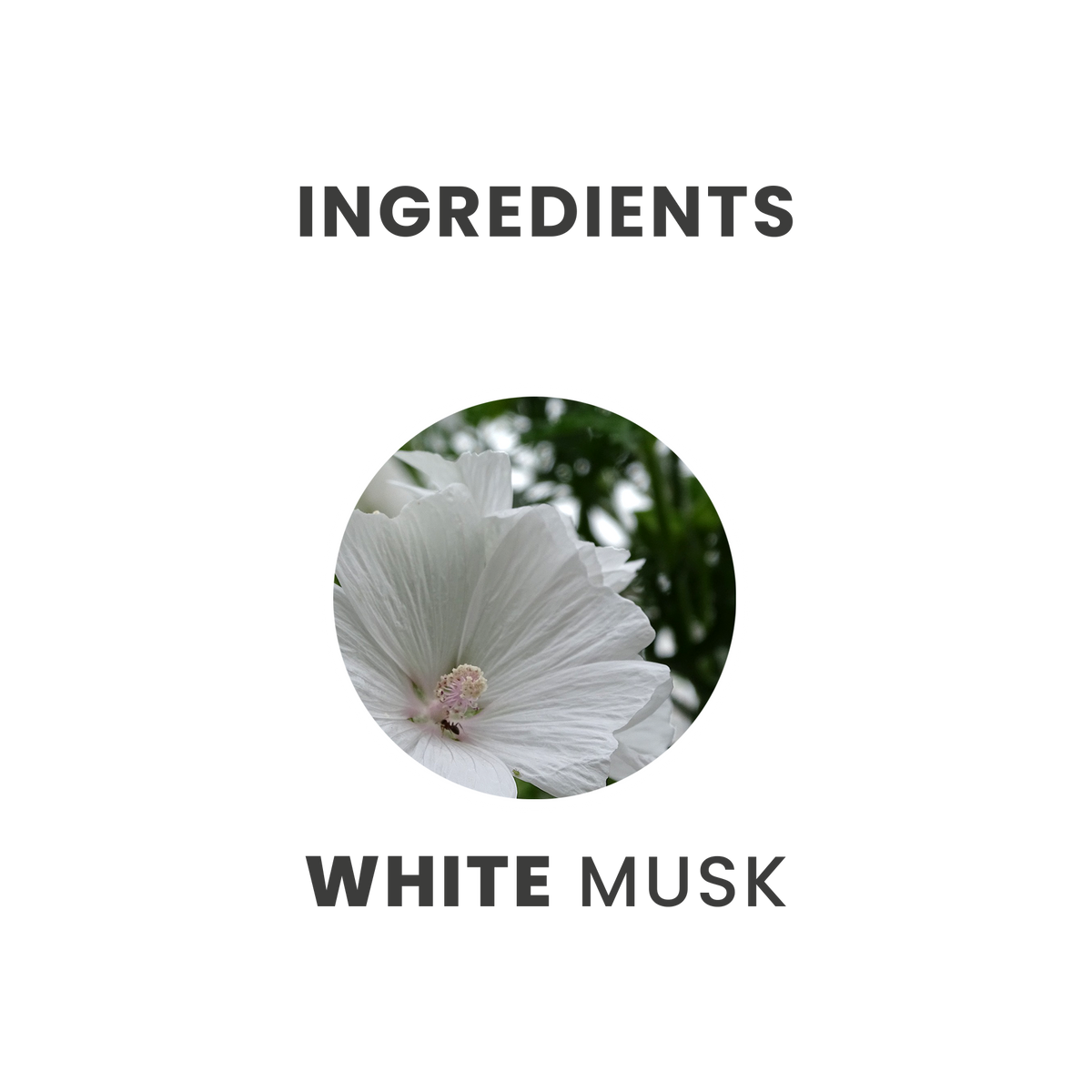 White Musk Essential Oil
